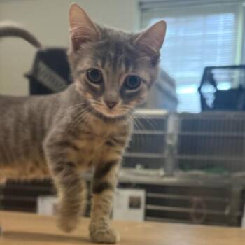 Shetland -  Domestic Short Hair Cat for Adoption in Charlottesville, Virginia - Shetland | PetCurious