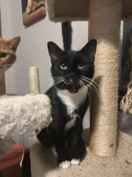Rescue Domestic Short Hair Cats for Adoption in Pardeeville, Wisconsin - Figaro ( FeLV +) | PetCurious