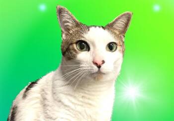 Domestic Short Hair Cats Available for Adoption in Fort Lauderdale, Florida - IVAN | PetCurious