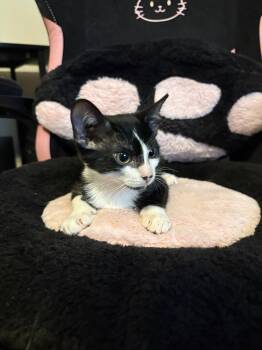Flareon -  Domestic Short Hair Cat for Adoption in Oviedo, Florida - Flareon | PetCurious