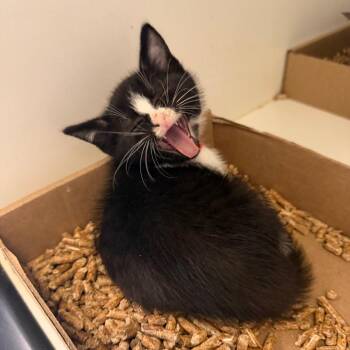 Cannoli -  Domestic Short Hair Cat for Adoption in Philadelphia, Pennsylvania - Cannoli | PetCurious