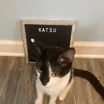 Katsu C11997 -  Domestic Short Hair Cat for Adoption - Katsu C11997 | PetCurious