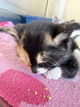 Lace -  Domestic Short Hair Cat for Adoption in Westland, Michigan - Lace | PetCurious