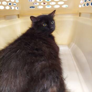 Rescue Domestic Short Hair Cats for Adoption in Chattanooga, Tennessee - Lammie | PetCurious