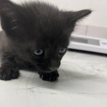 Domestic Short Hair Cats Available for Adoption in St. Louis, Missouri - Demmi | PetCurious