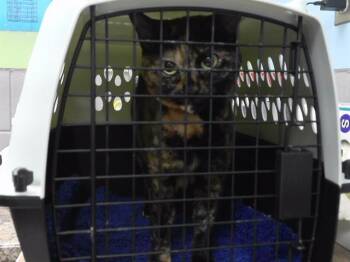 Domestic Short Hair Cats Available for Adoption in Omaha, Nebraska - CRITTER | PetCurious