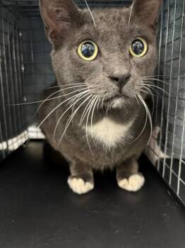 Domestic Short Hair Cats Available for Adoption in Fort Myers, Florida - JINGLES | PetCurious