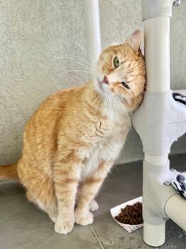 Domestic Short Hair Cats Available for Adoption in Boise, Idaho - Tina | PetCurious