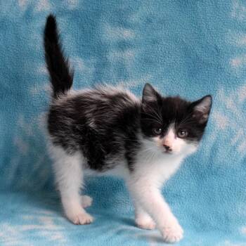 Domestic Short Hair Cats Available for Adoption in Eureka, California - Skitty | PetCurious