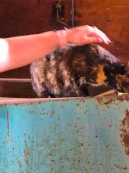 Marbles -  Tortoiseshell Cat for Adoption in Toronto, Ontario - Marbles | PetCurious