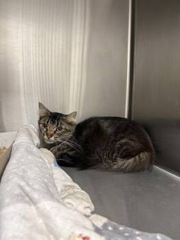 BUBBLES -  Domestic Short Hair Cat for Adoption in Indianapolis, Indiana - BUBBLES | PetCurious
