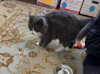 Domestic Medium Hair Cats Available for Adoption - Patches - She Will Patch You Up In No Time | PetCurious