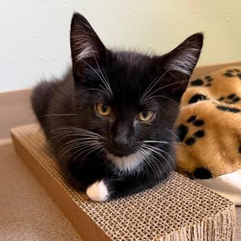 Domestic Short Hair Cats Available for Adoption in Middlebury, Vermont - Deja | PetCurious