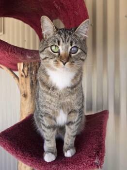 Ashton -  Domestic Short Hair Cat for Adoption in Jackson, Wyoming - Ashton | PetCurious