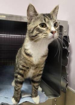 Troubadour -  Domestic Short Hair Cat for Adoption in Vancouver, Washington - Troubadour | PetCurious