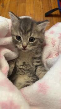 Iris -  Domestic Short Hair Cat for Adoption in Cortland, New York - Iris | PetCurious