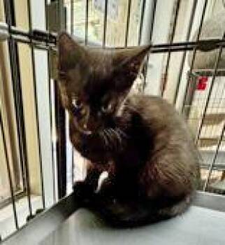 Rescue Domestic Short Hair Cats for Adoption in Portsmouth, Ohio - Kairo | PetCurious