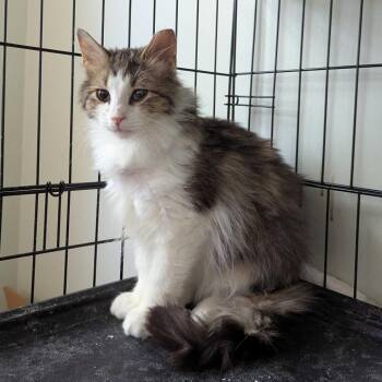 Sonoma -  Domestic Long Hair Cat Available for Adoption in Aspinwall, Pennsylvania - Sonoma | PetCurious