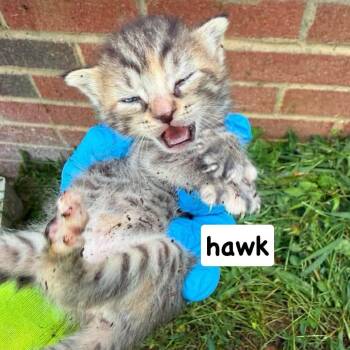 Hawk -  Domestic Short Hair Cat for Adoption in Philadelphia, Pennsylvania - Hawk | PetCurious