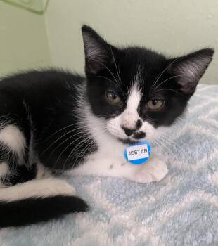 Rescue Domestic Short Hair Cats for Adoption in Hot Springs, Arkansas - Jester | PetCurious