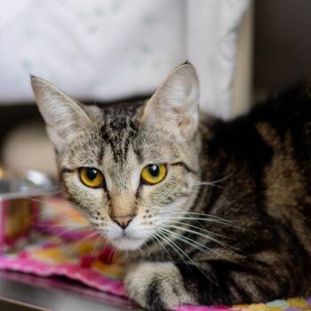Lily Pad -  Domestic Short Hair Cat for Adoption - Lily Pad | PetCurious