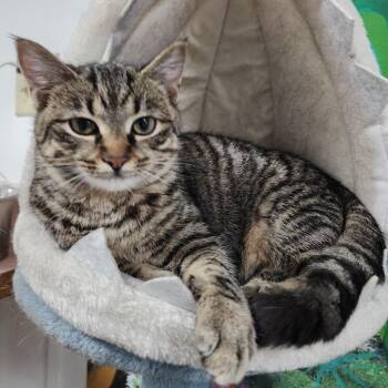 Cinnabon -  Domestic Short Hair Cat Available for Adoption in Dixon, Illinois - Cinnabon | PetCurious