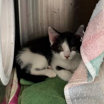 Leaf -  Domestic Short Hair Cat for Adoption in Pittsburgh, Pennsylvania - Leaf | PetCurious