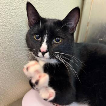 Simone -  Domestic Short Hair Cat for Adoption in Philadelphia, Pennsylvania - Simone | PetCurious