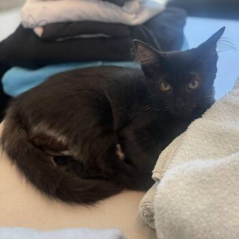 Rescue Domestic Short Hair Cats for Adoption in Los Angeles, California - Toffee | PetCurious