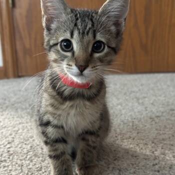 Calcifer -  Domestic Short Hair Cat for Adoption in Fort Collins, Colorado - Calcifer | PetCurious