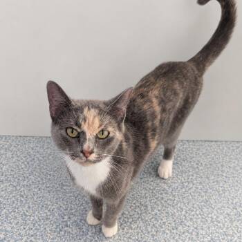 Freedom -  Domestic Short Hair Cat for Adoption in Stafford, Virginia - Freedom | PetCurious