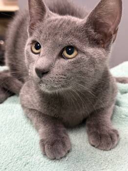 Rescue Domestic Short Hair Cats for Adoption in Saint Francisville, Louisiana - Galahad | PetCurious