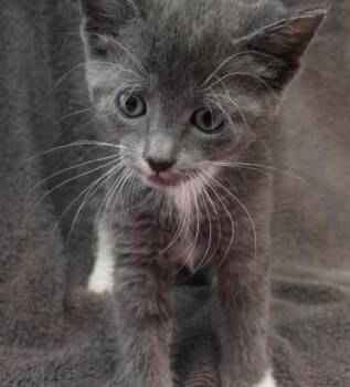 Domestic Short Hair Cats Available for Adoption in Thief River Falls, Minnesota - Piglet | PetCurious