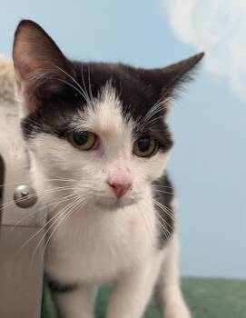 Domestic Short Hair Cats Available for Adoption - Wesley | PetCurious