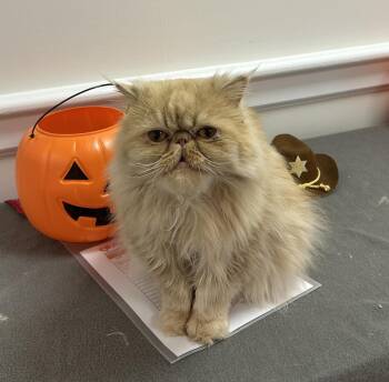 Bob Billby -  Persian Cat for Adoption in Albany, New York - Bob Billby | PetCurious