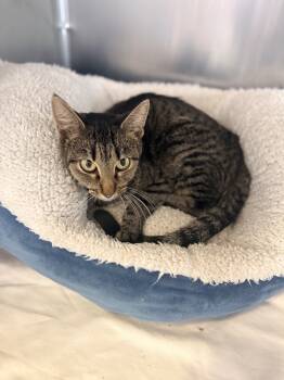 Rescue Domestic Short Hair Cats for Adoption in Corinth, Mississippi - Nina 23C-0238 | PetCurious