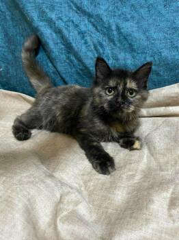 Lolia -  Maine Coon and Domestic Short Hair Cat for Adoption in Brampton, Ontario - Lolia | PetCurious