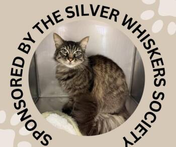 JACK -  Domestic Long Hair Cat for Adoption in Santa Cruz, California - JACK | PetCurious