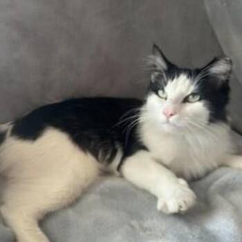 Rescue Domestic Short Hair Cats for Adoption in Los Angeles, California - Willow (YB & SS) | PetCurious