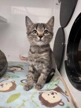 Anise -  Domestic Short Hair Cat for Adoption in Roseville, California - Anise | PetCurious
