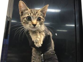A1922281 -  Domestic Short Hair Cat for Adoption in Thousand Palms, California - A1922281 | PetCurious