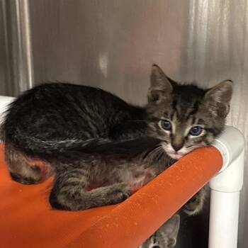 Septimus -  Domestic Short Hair Cat for Adoption in Salt Lake City, Utah - Septimus | PetCurious