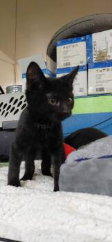 Asher -  Domestic Short Hair Cat for Adoption in Billings, Montana - Asher | PetCurious