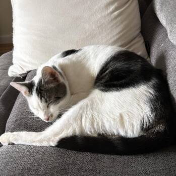 Domestic Short Hair Cats Available for Adoption in Fort Collins, Colorado - Monk | PetCurious