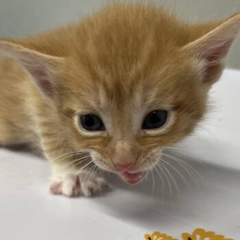 Vitamin C -  Domestic Short Hair Cat for Adoption in Tampa, Florida - Vitamin C | PetCurious