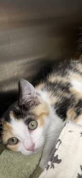 Fettuccini -  Calico and Domestic Short Hair Cat for Adoption in Georgetown, Kentucky - Fettuccini | PetCurious