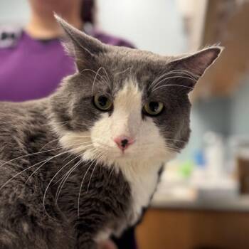 Zuri -  Domestic Short Hair Cat for Adoption in New Castle, Delaware - Zuri | PetCurious