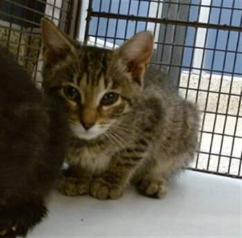 ROSE -  Domestic Short Hair Cat for Adoption in Doral, Florida - ROSE | PetCurious