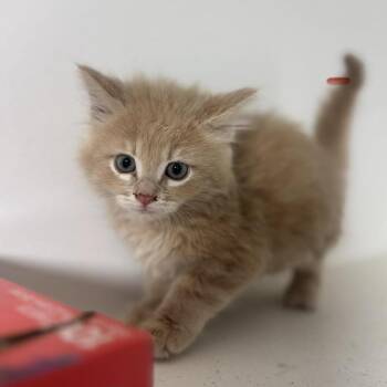 Ginger Razo -  Domestic Short Hair Cat for Adoption in Eagle Mountain, Utah - Ginger Razo | PetCurious