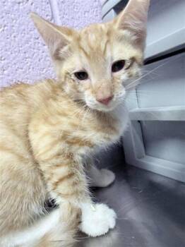61436343 -  Domestic Short Hair Cat for Adoption in El Paso, Texas - 61436343 | PetCurious